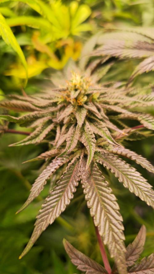 Guava Spritz. Week 12
