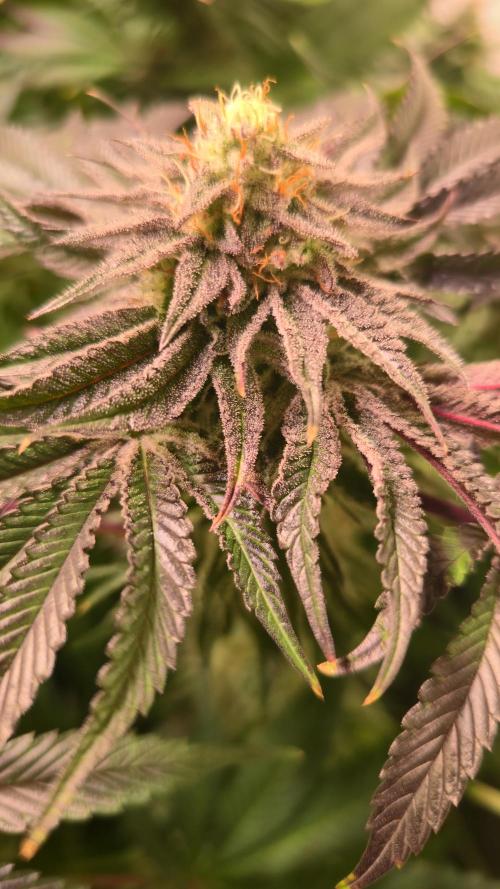 Guava Spritz. Week 12