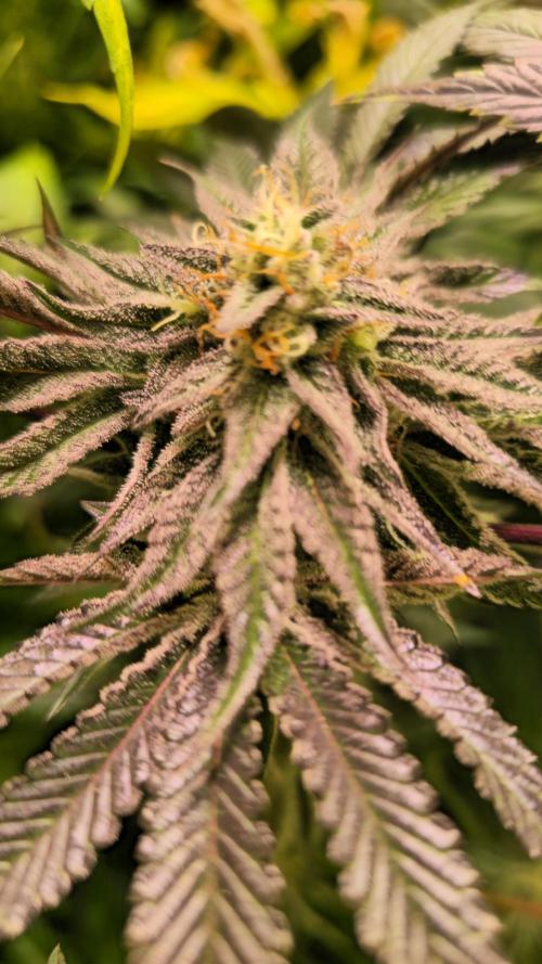 Guava Spritz. Week 12