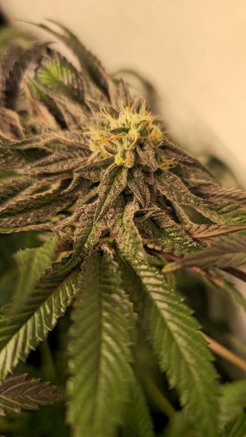 Guava Spritz. Week 12