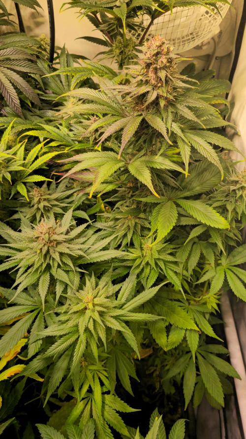 Strawberry Cola Sherbet. Week 12