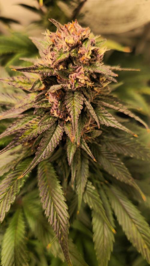 Strawberry Cola Sherbet. Week 12