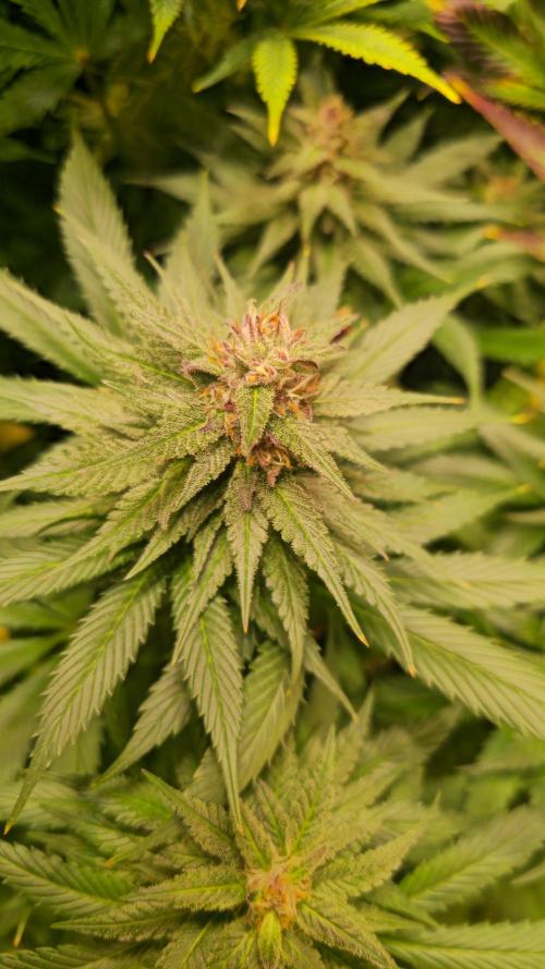 Strawberry Cola Sherbet. Week 12