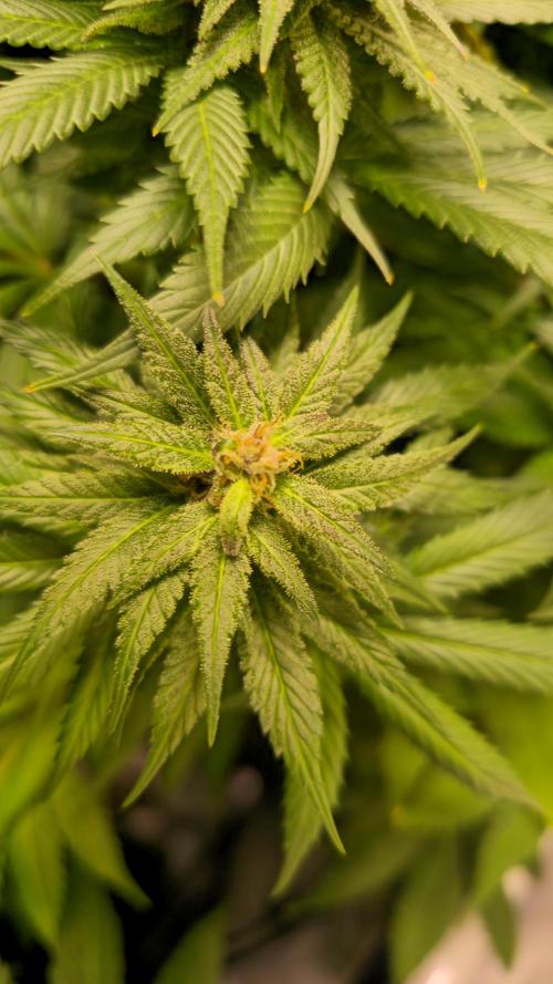 Strawberry Cola Sherbet. Week 12
