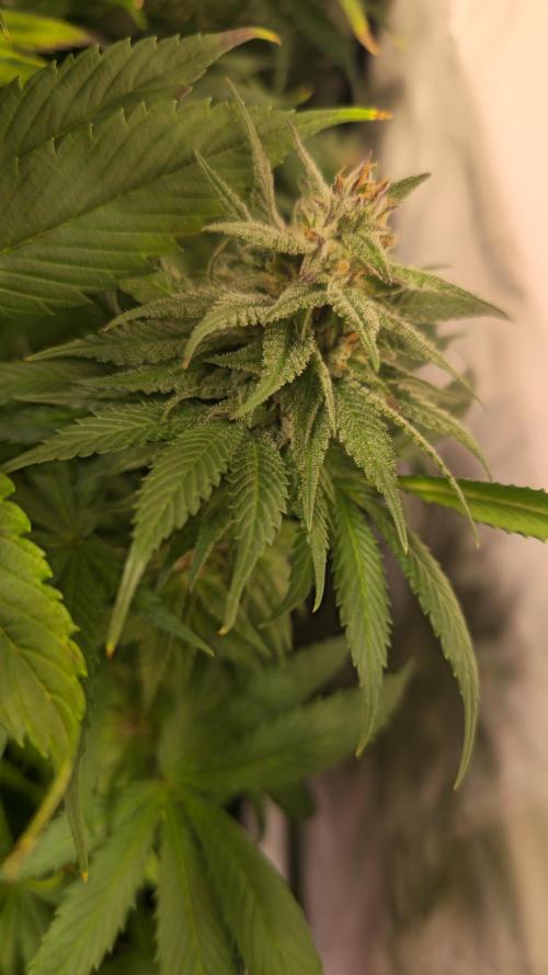 Strawberry Cola Sherbet. Week 12