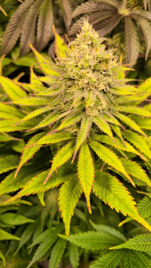 Lemon Mandarin #2. Week 12