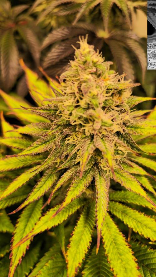 Lemon Mandarin #2. Week 12