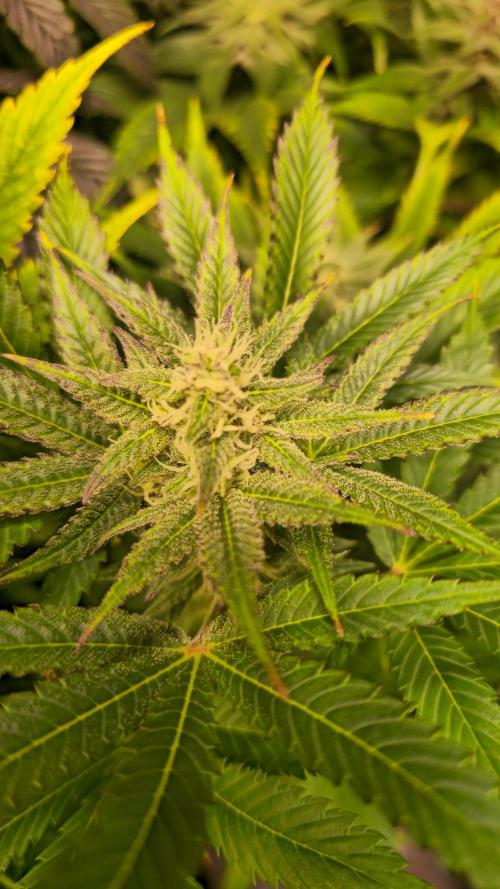 Lemon Mandarin #2. Week 12