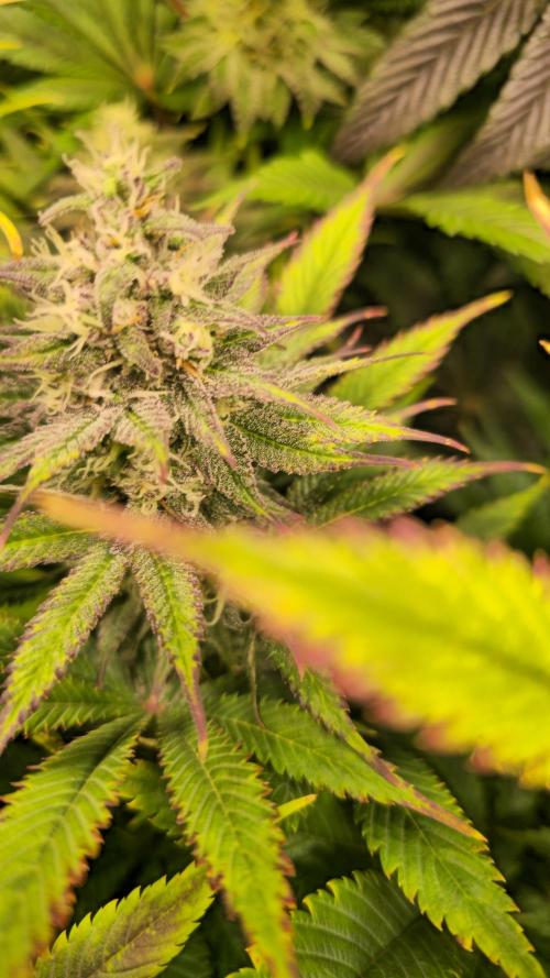Lemon Mandarin #2. Week 12