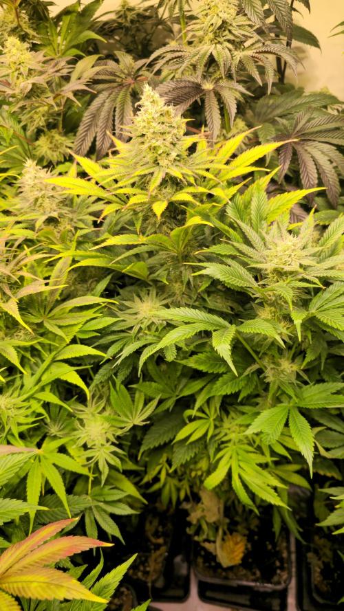 Lemon Mandarin #2. Week 12
