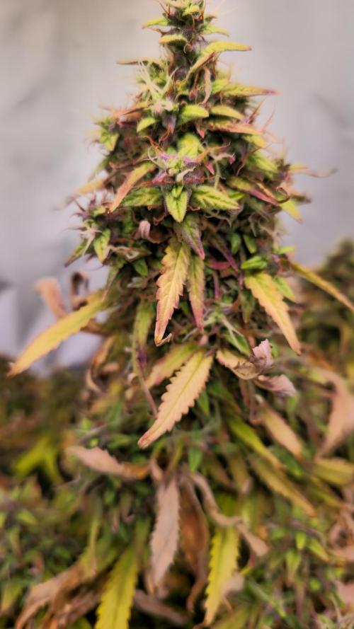 AutoflowerWorldCupBeingThereIsEverything. Week 13