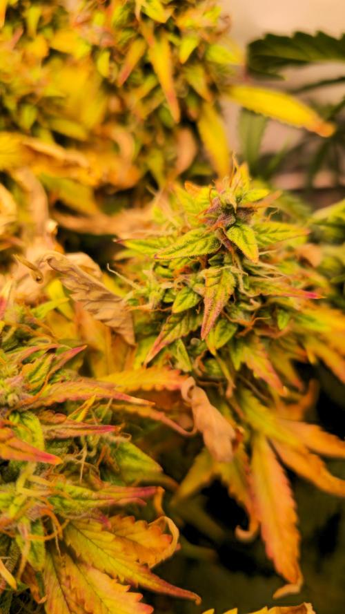 AutoflowerWorldCupBeingThereIsEverything. Week 13