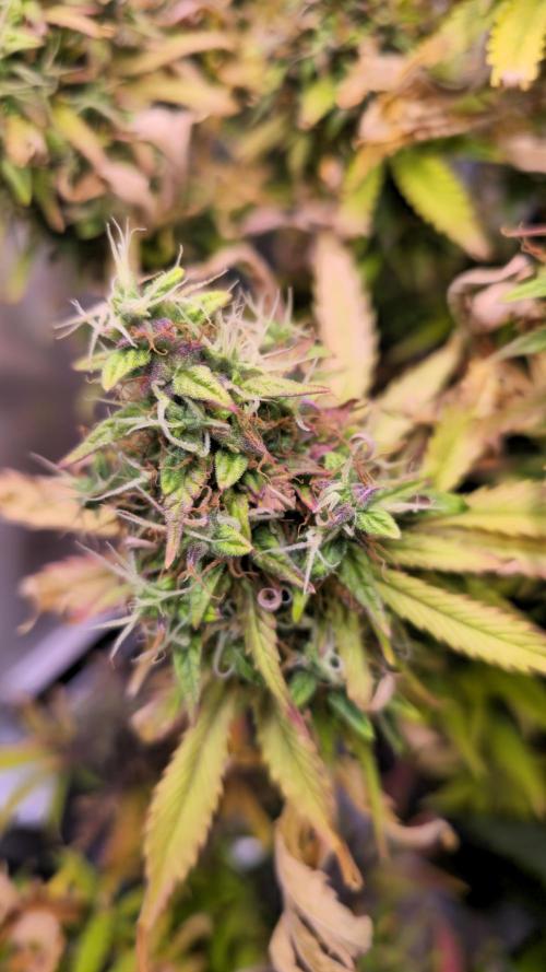 AutoflowerWorldCupBeingThereIsEverything. Week 13