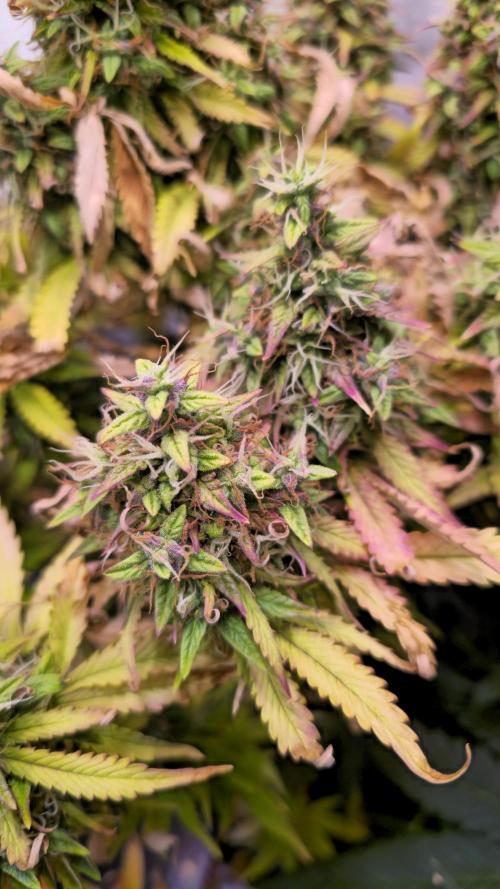 AutoflowerWorldCupBeingThereIsEverything. Week 13