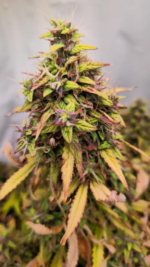AutoflowerWorldCupBeingThereIsEverything. Week 13