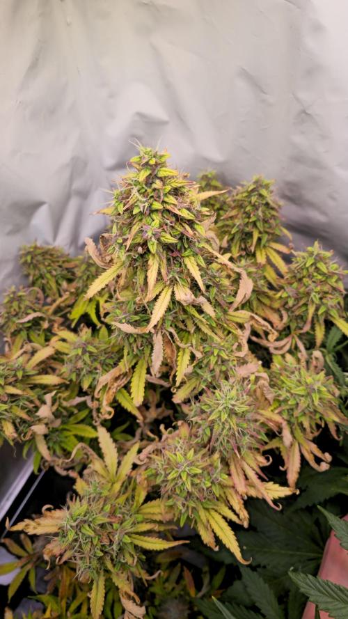 AutoflowerWorldCupBeingThereIsEverything. Week 13