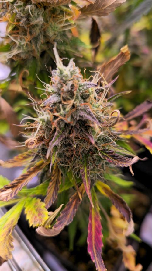 AutoflowerWorldCupBeingThereIsEverything. Week 13
