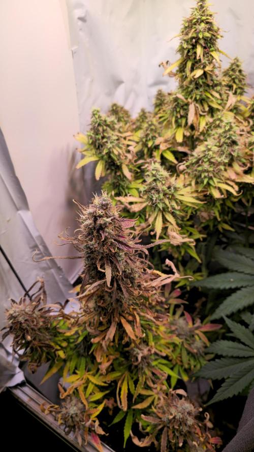 AutoflowerWorldCupBeingThereIsEverything. Week 13