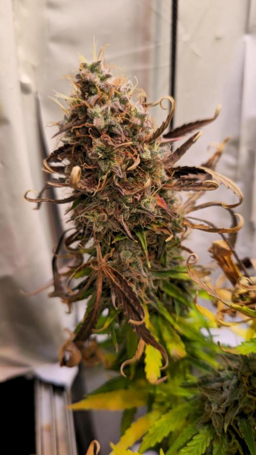 AutoflowerWorldCupBeingThereIsEverything. Week 13