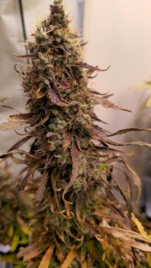 AutoflowerWorldCupBeingThereIsEverything. Week 13