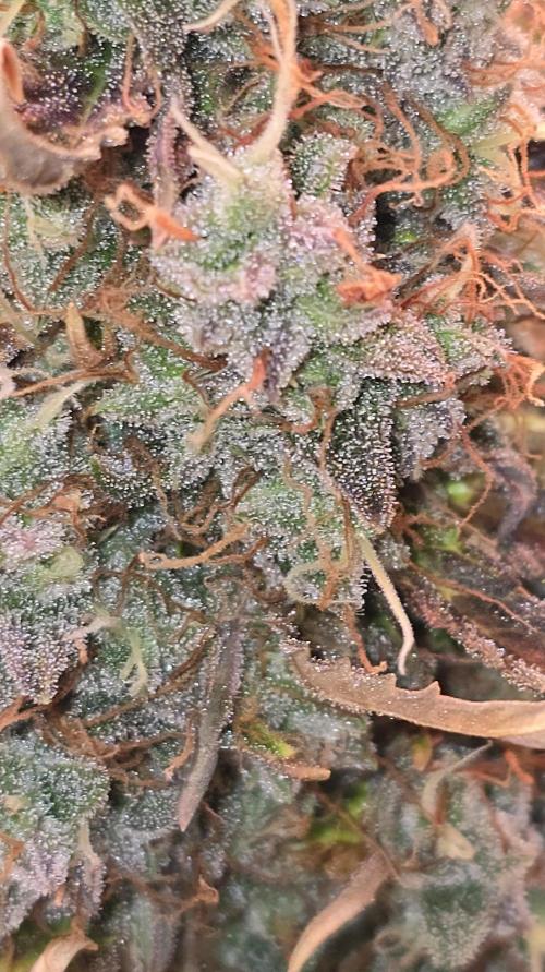 AutoflowerWorldCupBeingThereIsEverything. Week 13