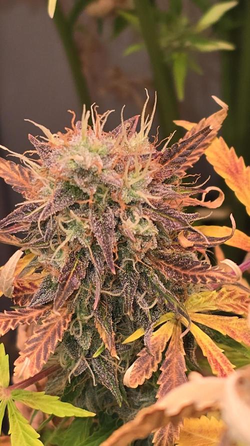 AutoflowerWorldCupBeingThereIsEverything. Week 13
