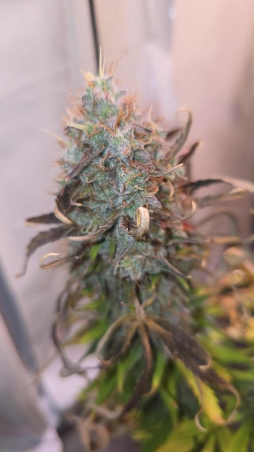 AutoflowerWorldCupBeingThereIsEverything. Week 13