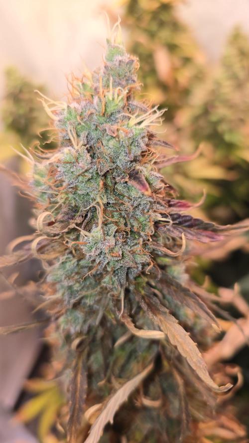 AutoflowerWorldCupBeingThereIsEverything. Week 13