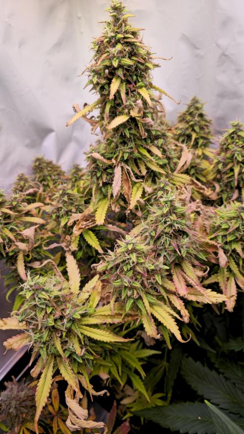 AutoflowerWorldCupBeingThereIsEverything. Week 13