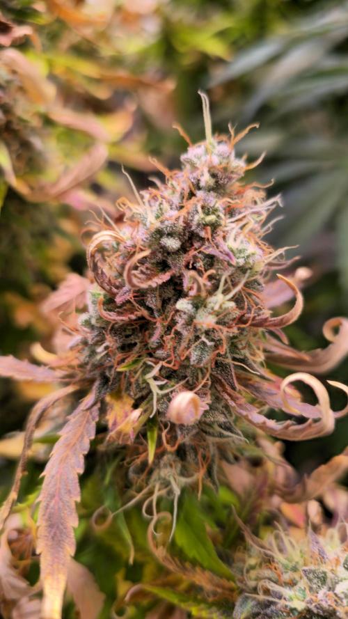 AutoflowerWorldCupBeingThereIsEverything. Week 13
