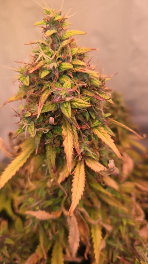 AutoflowerWorldCupBeingThereIsEverything. Week 13