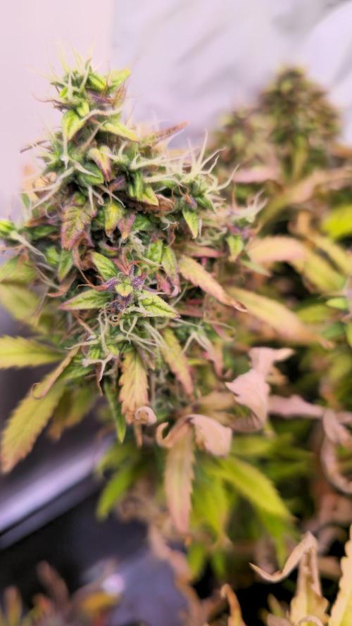 AutoflowerWorldCupBeingThereIsEverything. Week 13