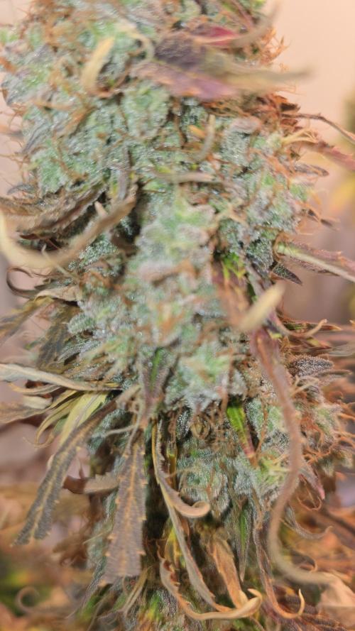 AutoflowerWorldCupBeingThereIsEverything. Week 13