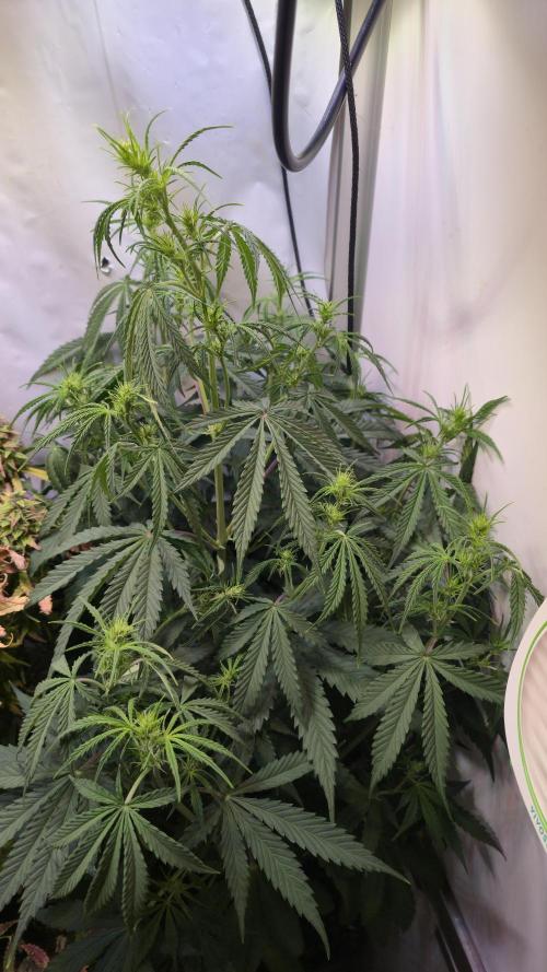 Violett Face Auto. Week 5