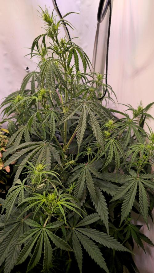Violett Face Auto. Week 5