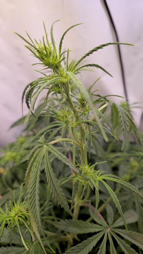 Violett Face Auto. Week 5