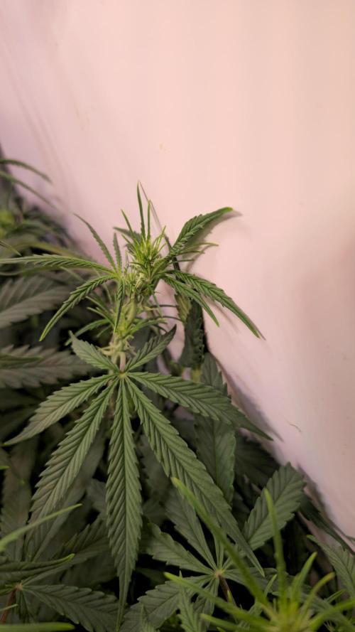 Violett Face Auto. Week 5