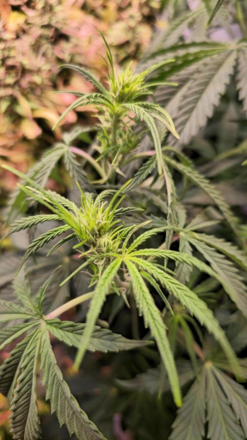 Violett Face Auto. Week 5