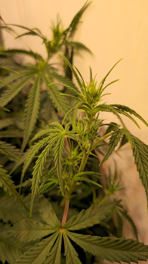 Violett Face Auto. Week 5