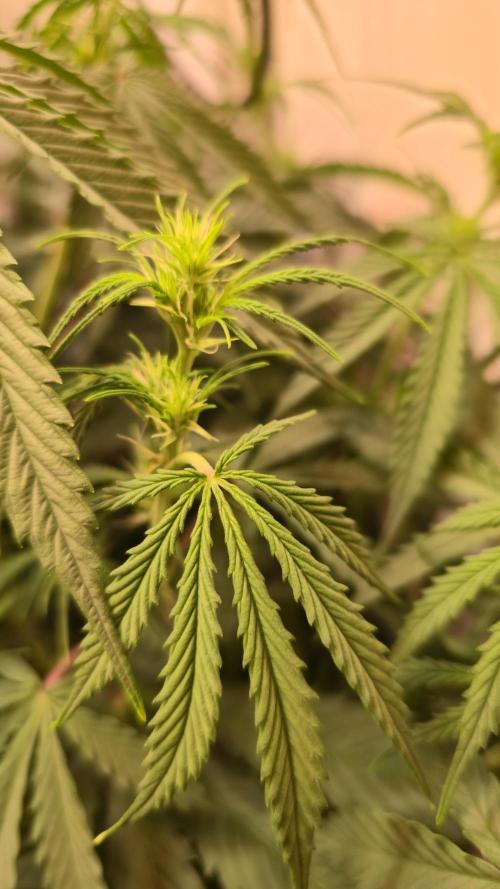 Violett Face Auto. Week 5