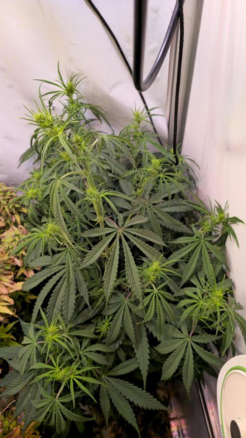 Violett Face Auto. Week 5