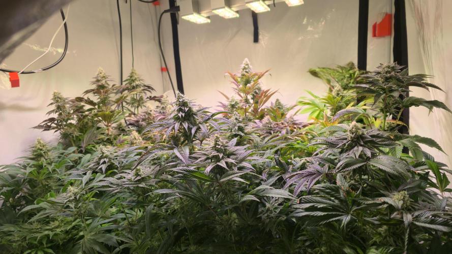 Lemon Mandarin #2. Week 13