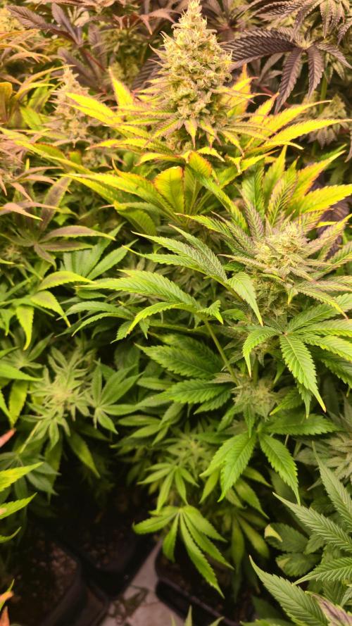 Lemon Mandarin #2. Week 13