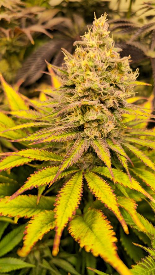 Lemon Mandarin #2. Week 13