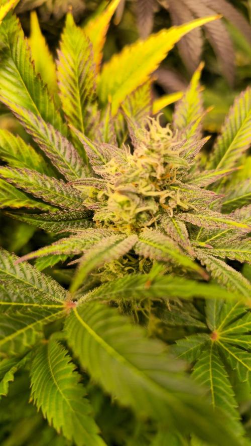 Lemon Mandarin #2. Week 13