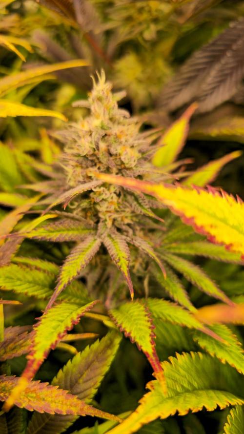 Lemon Mandarin #2. Week 13