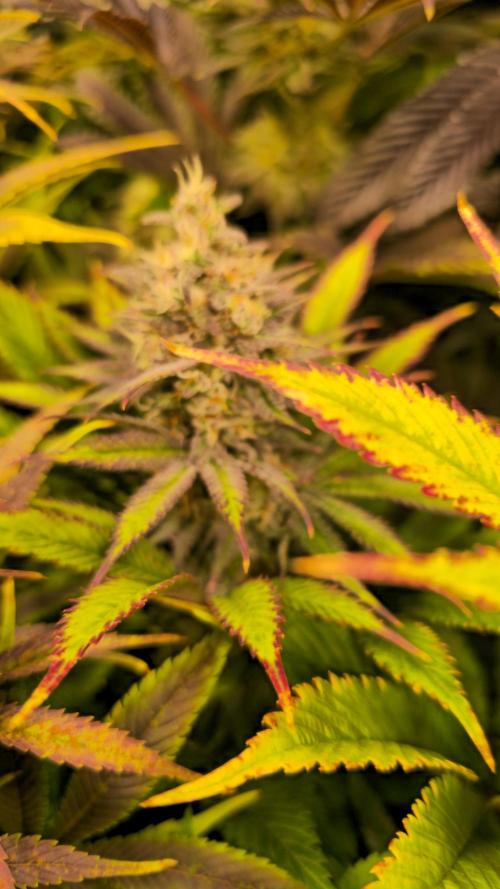 Lemon Mandarin #2. Week 13