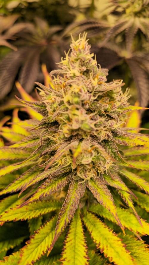 Lemon Mandarin #2. Week 13
