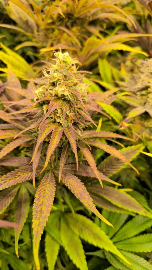 Lemon Mandarin #2. Week 13