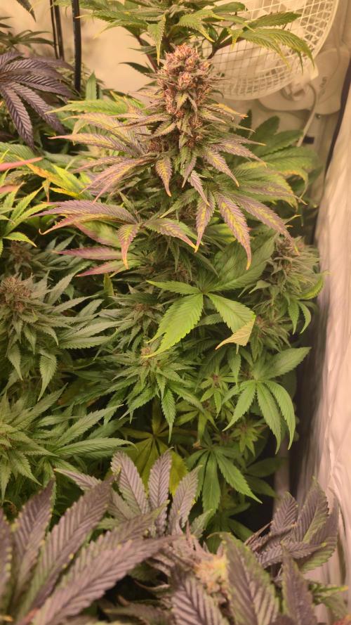 Strawberry Cola Sherbet. Week 13